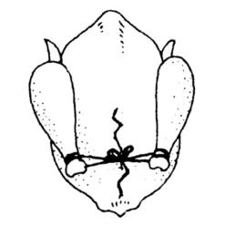 Ficelle De Cuisine 152 M -Pas Cher Cuire Joie Magasin 601080 3 1 Ficelle de cuisine 152 m